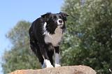 BORDER COLLIE 093